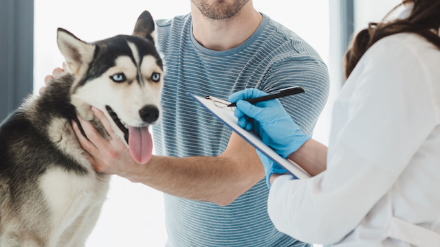 A veterinarian using a travel sheet during an examination