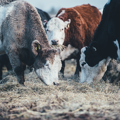 Big Ships, Blockchain, and Beef Cuts