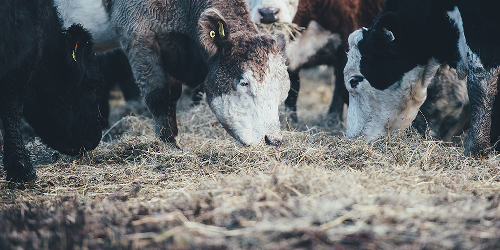 Big Ships, Blockchain, and Beef Cuts