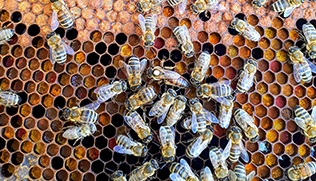 Keeping Company Culture Alive in a Remote Time