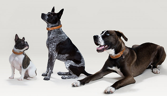 Award-Winning Smart Connected Dog Collar